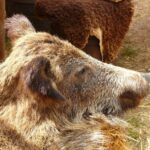 Orso bruno marsicano nella sua valle, simbolo di un habitat protetto e prezioso.