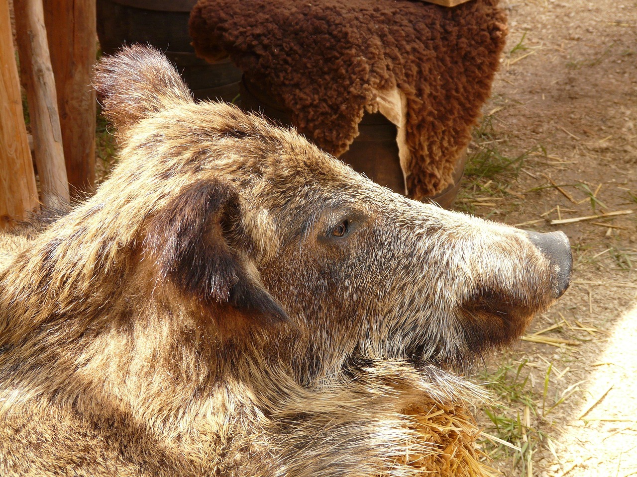 Orso bruno marsicano nella sua valle, simbolo di un habitat protetto e prezioso.